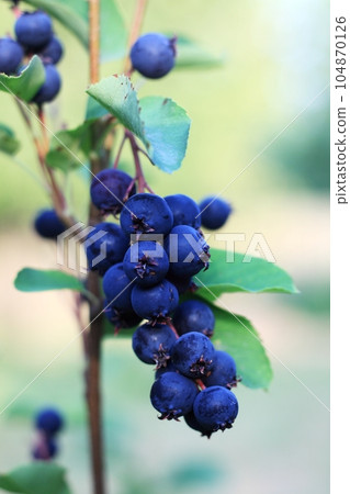 Branch with berries of Amelanchier alnifolia called Smoky Saskatoon, Pacific serviceberry, western serviceberry or dwarf shadbush Branch with berries of Amelanchier alnifolia called Smoky Saskatoon, Pacific serviceberry, western serviceberry or dwarf shadbush 104870126