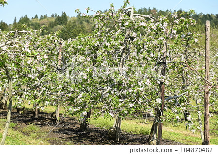 apple blossoms in full bloom apple blossoms in full bloom 104870482