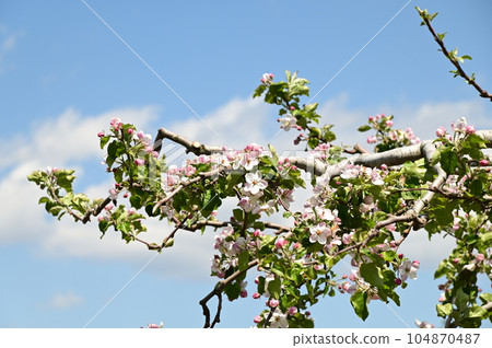 apple blossoms in full bloom apple blossoms in full bloom 104870487