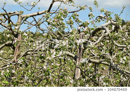 apple blossoms in full bloom apple blossoms in full bloom 104870489
