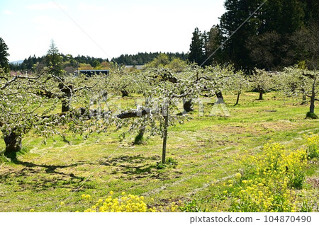 apple blossoms in full bloom apple blossoms in full bloom 104870490