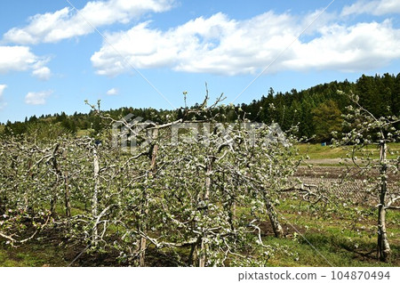 apple blossoms in full bloom apple blossoms in full bloom 104870494