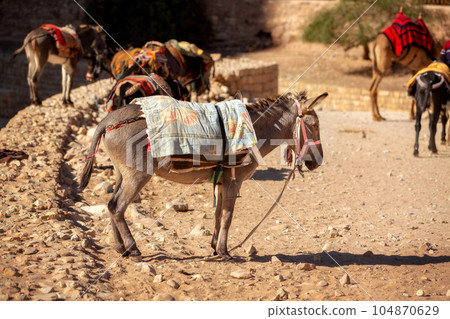 Sad Donkey with saddle at Petra, Jordan 104870629