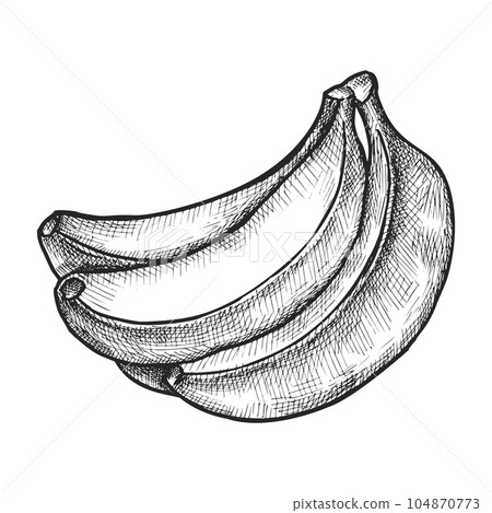 Realistic sketch for bunch of bananas. Vector 104870773
