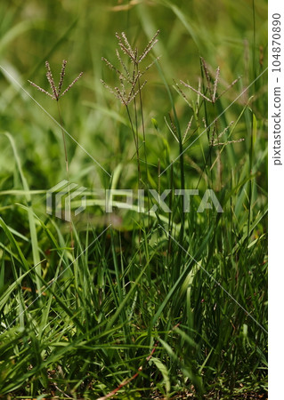 Natural plant: Rice crabgrass grows in clumps with stems 10 to 30 centimeters tall. It seems that you are not good at strong sunlight Natural plant: Rice crabgrass grows in clumps with stems 10 to 30 centimeters tall. It seems that you are not good at strong sunlight 104870890