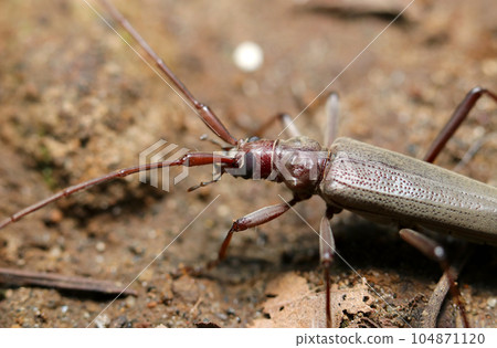 The upper body of an adult beetle moving on the soil of a forest (using a macro lens, strobe and natural light, close-up photograph) The upper body of an adult beetle moving on the soil of a forest (using a macro lens, strobe and natural light, close-up photograph) 104871120