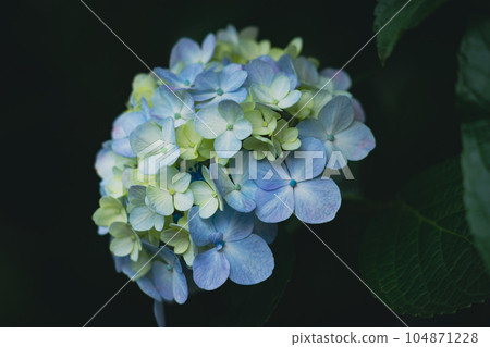 西洋繡球、繡球花、繡球花、七變、八仙花、手鞠花、四片、大草、繡球花、草裙舞 西洋繡球、繡球花、繡球花、七變、八仙花、手鞠花、四片、大草、繡球花、草裙舞 104871228