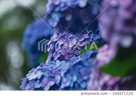 明日香的小直徑藍色繡球花 明日香的小直徑藍色繡球花 104871229