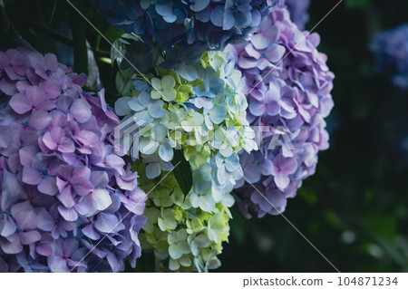 purple and yellow hydrangea purple and yellow hydrangea 104871234