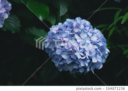 Light blue hydrangea on Asuka Path Light blue hydrangea on Asuka Path 104871236