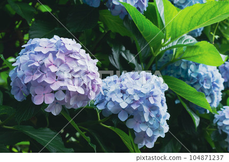 Light blue hydrangea on Asuka Path 104871237
