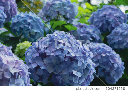 Lots of light blue hydrangeas 104871238