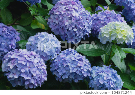 Hydrangea in Asuka Path 104871244