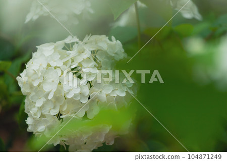Annabelle seen through the leaves 104871249