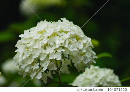 Annabelle from Asuka no Komichi 104871250