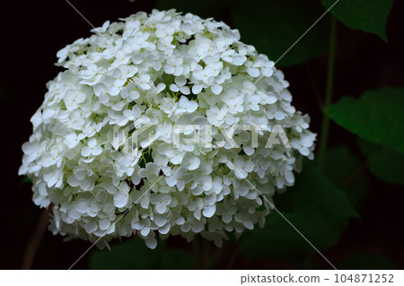 Annabelle from Asuka no Komichi 104871252