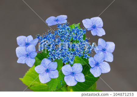 Purple Hydrangea Hydrangea in Asuka Path 104871253