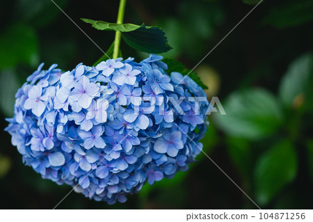 繡球花倒著開 104871256