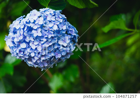 Hydrangea blooming upside down 104871257