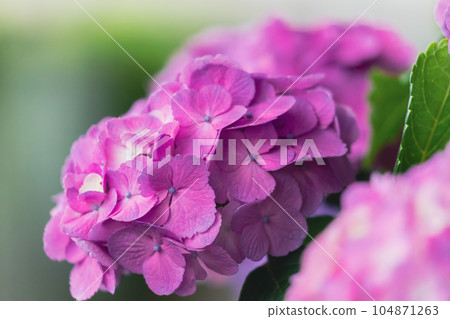Pink Hydrangea in Asuka Path 104871263