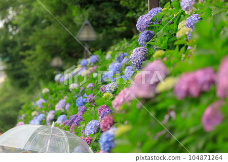 Image of hydrangea and rainy season 104871264