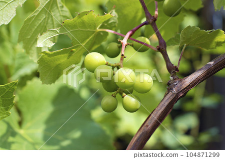Vine of grapes with fruits and leaves Vine of grapes with fruits and leaves 104871299
