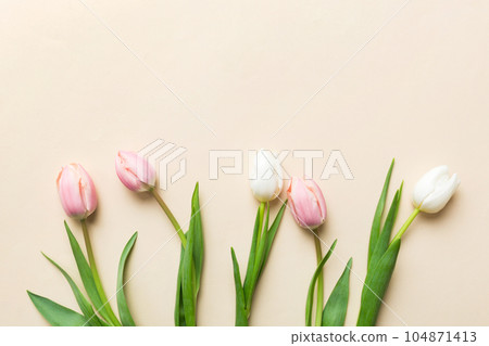 Pink and white tulips on a colored holiday frame Background. Floral spring background for March 8, birthday, mother's day. copy space top view flat lay Pink and white tulips on a colored holiday frame Background. Floral spring background for March 8, birthday, mother's day. copy space top view flat lay 104871413
