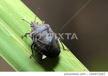 Sober black rice stink bug adult (using macro lens, strobe + natural light, close-up photo) Sober black rice stink bug adult (using macro lens, strobe + natural light, close-up photo) 104871667