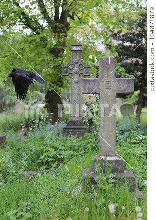 Black crow bird and old tombstones in the form of a cross. 104871879