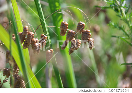 Madder beetle 104871964