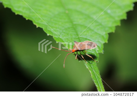 A bean stink bug with a red tick on its face (using a macro lens, natural light, green background photo) 104872017