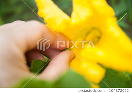 人工授粉 104872032