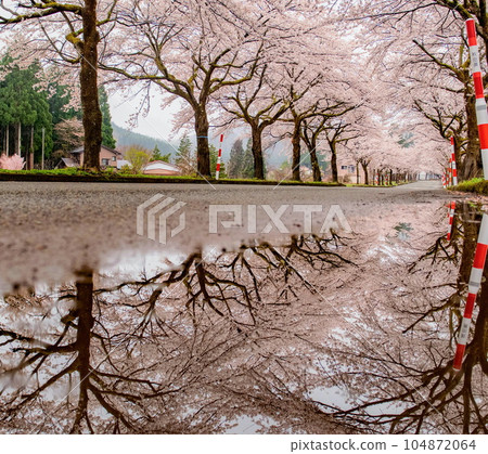 櫻花樹和倒影 104872064