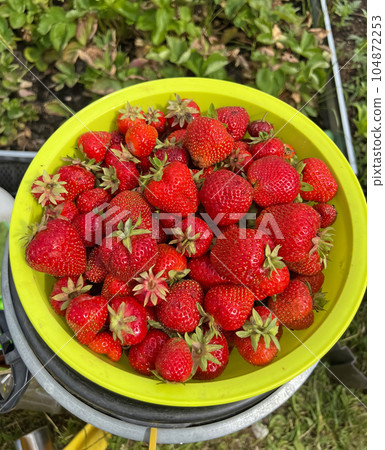 Juicy large strawberries in a summer cottage garden plot Juicy large strawberries in a summer cottage garden plot 104872253
