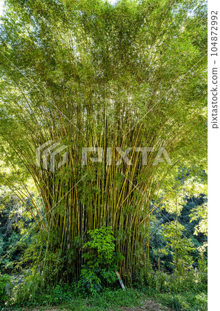 Landscape view of Atalaia Park, Itajai City, Brazil. Parque Nacional da Serra do Itajai Landscape view of Atalaia Park, Itajai City, Brazil. Parque Nacional da Serra do Itajai 104872992