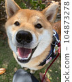 Shiba Inu watching 104873278