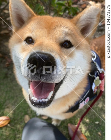Shiba Inu watching Shiba Inu watching 104873278