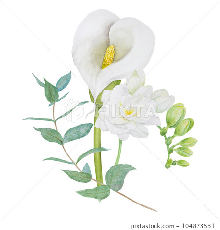 Watercolor clipart of white calla lily, freesia flowers and eucaliptus branch. Hand drawn floral illustration for wedding invitation, floristic, beauty salon. Isolated composition. tropical water arum Watercolor clipart of white calla lily, freesia flowers and eucaliptus branch. Hand drawn floral illustration for wedding invitation, floristic, beauty salon. Isolated composition. tropical water arum 104873531