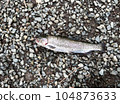Fresh rainbow trout caught in clean water 104873633