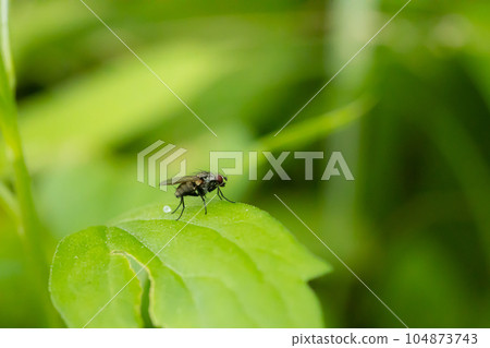 一隻蒼蠅棲息在一片葉子上 104873743