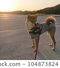 Sunset and Shiba Inu 104873824