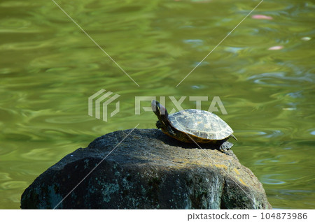 池塘里的烏龜爬得很好 池塘里的烏龜爬得很好 104873986