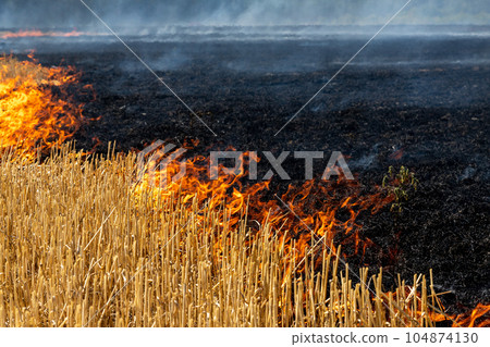 Wildfire on wheat field stubble after harvesting near forest. Burning dry grass meadow due arid climate change hot weather and evironmental pollution. Soil enrichment with natural ash fertilizer 104874130