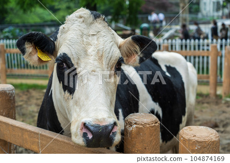 Cows feeding in a cowshed Cows feeding in a cowshed 104874169