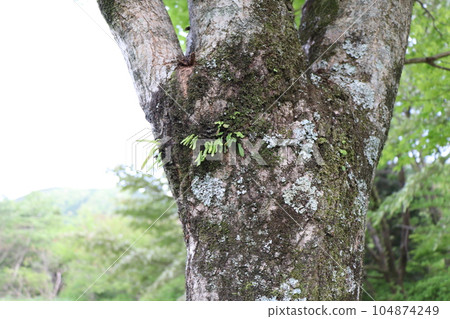 The tree where the moss grew 104874249