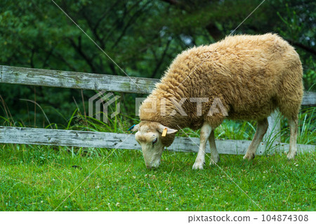 Sheep eating grass on the ranch 104874308