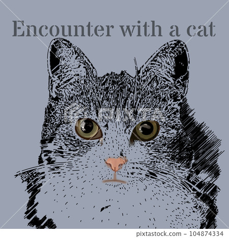 一隻貓抬頭 104874334