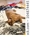 Burmese female chocolate cat lying on the floor in lego blocks. Young pure breed burmese cat. 104874445