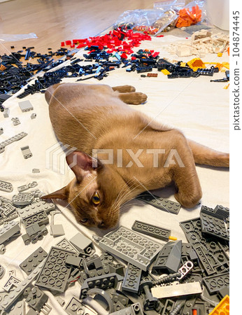 Burmese female chocolate cat lying on the floor in lego blocks. Young pure breed burmese cat. 104874445