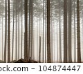 Pine forest in fog nature background. 104874447